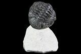 Bargain, Enrolled Pedinopariops Trilobite - Mrakib, Morocco #110663-1